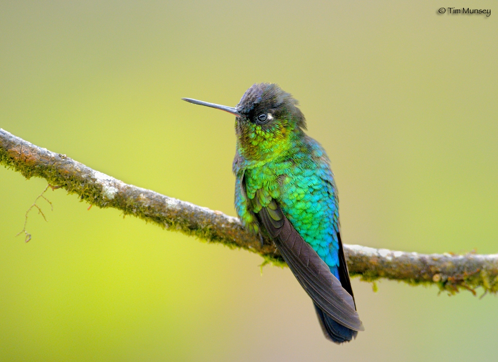 Fiery-throated Hummingbird